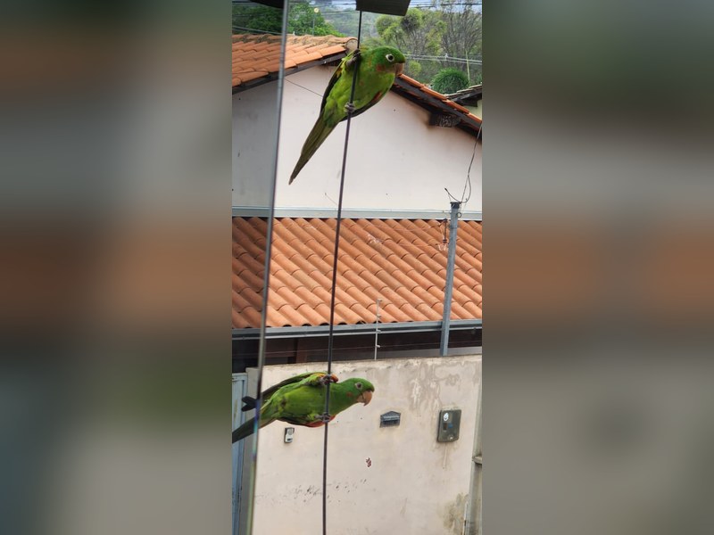 Babá para as plantas durante a lua de mel - Foto 2